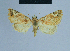  ( - BC ZSM Lep 54960)  @11 [ ] CreativeCommons - Attribution Non-Commercial Share-Alike (2014) Axel Hausmann/Bavarian State Collection of Zoology (ZSM) SNSB, Zoologische Staatssammlung Muenchen