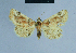  ( - BC ZSM Lep 54961)  @11 [ ] CreativeCommons - Attribution Non-Commercial Share-Alike (2014) Axel Hausmann/Bavarian State Collection of Zoology (ZSM) SNSB, Zoologische Staatssammlung Muenchen