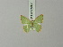 (Chloeres dyakaria - BC ZSM Lep 69835)  @11 [ ] CreativeCommons - Attribution Non-Commercial Share-Alike (2014) Axel Hausmann/Bavarian State Collection of Zoology (ZSM) SNSB, Zoologische Staatssammlung Muenchen