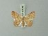  ( - BC ZSM Lep 69846)  @13 [ ] CreativeCommons - Attribution Non-Commercial Share-Alike (2014) Axel Hausmann/Bavarian State Collection of Zoology (ZSM) SNSB, Zoologische Staatssammlung Muenchen