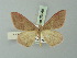  ( - BC ZSM Lep 69849)  @12 [ ] CreativeCommons - Attribution Non-Commercial Share-Alike (2014) Axel Hausmann/Bavarian State Collection of Zoology (ZSM) SNSB, Zoologische Staatssammlung Muenchen