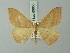  ( - BC ZSM Lep 69850)  @11 [ ] CreativeCommons - Attribution Non-Commercial Share-Alike (2014) Axel Hausmann/Bavarian State Collection of Zoology (ZSM) SNSB, Zoologische Staatssammlung Muenchen