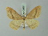  ( - BC ZSM Lep 69851)  @14 [ ] CreativeCommons - Attribution Non-Commercial Share-Alike (2014) Axel Hausmann/Bavarian State Collection of Zoology (ZSM) SNSB, Zoologische Staatssammlung Muenchen