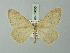  ( - BC ZSM Lep 69855)  @11 [ ] CreativeCommons - Attribution Non-Commercial Share-Alike (2014) Axel Hausmann/Bavarian State Collection of Zoology (ZSM) SNSB, Zoologische Staatssammlung Muenchen