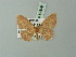  ( - BC ZSM Lep 69859)  @11 [ ] CreativeCommons - Attribution Non-Commercial Share-Alike (2014) Axel Hausmann/Bavarian State Collection of Zoology (ZSM) SNSB, Zoologische Staatssammlung Muenchen