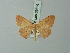  ( - BC ZSM Lep 69874)  @11 [ ] CreativeCommons - Attribution Non-Commercial Share-Alike (2014) Axel Hausmann/Bavarian State Collection of Zoology (ZSM) SNSB, Zoologische Staatssammlung Muenchen