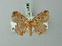  ( - BC ZSM Lep 69886)  @13 [ ] CreativeCommons - Attribution Non-Commercial Share-Alike (2014) Axel Hausmann/Bavarian State Collection of Zoology (ZSM) SNSB, Zoologische Staatssammlung Muenchen