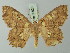  ( - BC ZSM Lep 69923)  @13 [ ] CreativeCommons - Attribution Non-Commercial Share-Alike (2014) Axel Hausmann/Bavarian State Collection of Zoology (ZSM) SNSB, Zoologische Staatssammlung Muenchen