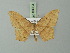  ( - BC ZSM Lep 69934)  @11 [ ] CreativeCommons - Attribution Non-Commercial Share-Alike (2014) Axel Hausmann/Bavarian State Collection of Zoology (ZSM) SNSB, Zoologische Staatssammlung Muenchen