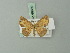  ( - BC ZSM Lep 69959)  @11 [ ] CreativeCommons - Attribution Non-Commercial Share-Alike (2014) Axel Hausmann/Bavarian State Collection of Zoology (ZSM) SNSB, Zoologische Staatssammlung Muenchen