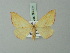  (Chlorerythra extenuata - BC ZSM Lep 69962)  @11 [ ] CreativeCommons - Attribution Non-Commercial Share-Alike (2014) Axel Hausmann/Bavarian State Collection of Zoology (ZSM) SNSB, Zoologische Staatssammlung Muenchen