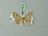  (Cyclophora coecaria - BC ZSM Lep 69972)  @11 [ ] CreativeCommons - Attribution Non-Commercial Share-Alike (2014) Axel Hausmann/Bavarian State Collection of Zoology (ZSM) SNSB, Zoologische Staatssammlung Muenchen