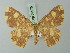  ( - BC ZSM Lep 69975)  @13 [ ] CreativeCommons - Attribution Non-Commercial Share-Alike (2014) Axel Hausmann/Bavarian State Collection of Zoology (ZSM) SNSB, Zoologische Staatssammlung Muenchen