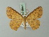  (Cyclophora leonaria - BC ZSM Lep 69976)  @14 [ ] CreativeCommons - Attribution Non-Commercial Share-Alike (2014) Axel Hausmann/Bavarian State Collection of Zoology (ZSM) SNSB, Zoologische Staatssammlung Muenchen