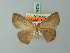  (Cyclophora cedrici - BC ZSM Lep 69979)  @13 [ ] CreativeCommons - Attribution Non-Commercial Share-Alike (2014) Axel Hausmann/Bavarian State Collection of Zoology (ZSM) SNSB, Zoologische Staatssammlung Muenchen