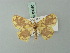  (Cyclophora circummaculata - BC ZSM Lep 69980)  @13 [ ] CreativeCommons - Attribution Non-Commercial Share-Alike (2014) Axel Hausmann/Bavarian State Collection of Zoology (ZSM) SNSB, Zoologische Staatssammlung Muenchen