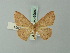  (Cyclophora imbuta - BC ZSM Lep 69982)  @11 [ ] CreativeCommons - Attribution Non-Commercial Share-Alike (2014) Axel Hausmann/Bavarian State Collection of Zoology (ZSM) SNSB, Zoologische Staatssammlung Muenchen