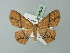  (Cyclophora flavirubra - BC ZSM Lep 69983)  @13 [ ] CreativeCommons - Attribution Non-Commercial Share-Alike (2014) Axel Hausmann/Bavarian State Collection of Zoology (ZSM) SNSB, Zoologische Staatssammlung Muenchen