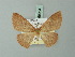  (Cyclophora lowi - BC ZSM Lep 69984)  @13 [ ] CreativeCommons - Attribution Non-Commercial Share-Alike (2014) Axel Hausmann/Bavarian State Collection of Zoology (ZSM) SNSB, Zoologische Staatssammlung Muenchen