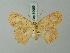  (Cyclophora intortaria - BC ZSM Lep 69985)  @13 [ ] CreativeCommons - Attribution Non-Commercial Share-Alike (2014) Axel Hausmann/Bavarian State Collection of Zoology (ZSM) SNSB, Zoologische Staatssammlung Muenchen