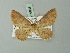  (Cyclophora carsoni - BC ZSM Lep 69986)  @12 [ ] CreativeCommons - Attribution Non-Commercial Share-Alike (2014) Axel Hausmann/Bavarian State Collection of Zoology (ZSM) SNSB, Zoologische Staatssammlung Muenchen