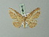  (Cyclophora intermixtaria - BC ZSM Lep 69990)  @11 [ ] CreativeCommons - Attribution Non-Commercial Share-Alike (2014) Axel Hausmann/Bavarian State Collection of Zoology (ZSM) SNSB, Zoologische Staatssammlung Muenchen