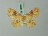  (Cyclophora heydena - BC ZSM Lep 69992)  @14 [ ] CreativeCommons - Attribution Non-Commercial Share-Alike (2014) Axel Hausmann/Bavarian State Collection of Zoology (ZSM) SNSB, Zoologische Staatssammlung Muenchen