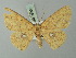  ( - BC ZSM Lep 69995)  @14 [ ] CreativeCommons - Attribution Non-Commercial Share-Alike (2014) Axel Hausmann/Bavarian State Collection of Zoology (ZSM) SNSB, Zoologische Staatssammlung Muenchen