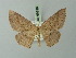 (Cyclophora bipartita - BC ZSM Lep 69998)  @14 [ ] CreativeCommons - Attribution Non-Commercial Share-Alike (2014) Axel Hausmann/Bavarian State Collection of Zoology (ZSM) SNSB, Zoologische Staatssammlung Muenchen