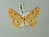  ( - BC ZSM Lep 69999)  @14 [ ] CreativeCommons - Attribution Non-Commercial Share-Alike (2014) Axel Hausmann/Bavarian State Collection of Zoology (ZSM) SNSB, Zoologische Staatssammlung Muenchen