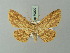  (Cyclophora lancearia - BC ZSM Lep 70000)  @14 [ ] CreativeCommons - Attribution Non-Commercial Share-Alike (2014) Axel Hausmann/Bavarian State Collection of Zoology (ZSM) SNSB, Zoologische Staatssammlung Muenchen