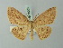  (Cyclophora rufistigma - BC ZSM Lep 70001)  @14 [ ] CreativeCommons - Attribution Non-Commercial Share-Alike (2014) Axel Hausmann/Bavarian State Collection of Zoology (ZSM) SNSB, Zoologische Staatssammlung Muenchen