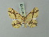  (Cyclophora hieroglyphica - BC ZSM Lep 70002)  @11 [ ] CreativeCommons - Attribution Non-Commercial Share-Alike (2014) Axel Hausmann/Bavarian State Collection of Zoology (ZSM) SNSB, Zoologische Staatssammlung Muenchen