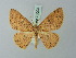  (Cyclophora viator - BC ZSM Lep 70003)  @15 [ ] CreativeCommons - Attribution Non-Commercial Share-Alike (2014) Axel Hausmann/Bavarian State Collection of Zoology (ZSM) SNSB, Zoologische Staatssammlung Muenchen