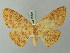  (Cyclophora gigantula - BC ZSM Lep 70005)  @11 [ ] CreativeCommons - Attribution Non-Commercial Share-Alike (2014) Axel Hausmann/Bavarian State Collection of Zoology (ZSM) SNSB, Zoologische Staatssammlung Muenchen