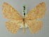  (Cyclophora rhodostigma - BC ZSM Lep 70006)  @13 [ ] CreativeCommons - Attribution Non-Commercial Share-Alike (2014) Axel Hausmann/Bavarian State Collection of Zoology (ZSM) SNSB, Zoologische Staatssammlung Muenchen