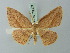  ( - BC ZSM Lep 70007)  @11 [ ] CreativeCommons - Attribution Non-Commercial Share-Alike (2014) Axel Hausmann/Bavarian State Collection of Zoology (ZSM) SNSB, Zoologische Staatssammlung Muenchen