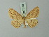  (Cyclophora punctulosa - BC ZSM Lep 70008)  @13 [ ] CreativeCommons - Attribution Non-Commercial Share-Alike (2014) Axel Hausmann/Bavarian State Collection of Zoology (ZSM) SNSB, Zoologische Staatssammlung Muenchen
