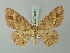  (Cyclophora mezclata - BC ZSM Lep 70010)  @14 [ ] CreativeCommons - Attribution Non-Commercial Share-Alike (2014) Axel Hausmann/Bavarian State Collection of Zoology (ZSM) SNSB, Zoologische Staatssammlung Muenchen