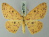  (Cyclophora prunelliaria - BC ZSM Lep 70012)  @15 [ ] CreativeCommons - Attribution Non-Commercial Share-Alike (2014) Axel Hausmann/Bavarian State Collection of Zoology (ZSM) SNSB, Zoologische Staatssammlung Muenchen