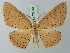  (Cyclophora warreni - BC ZSM Lep 70013)  @15 [ ] CreativeCommons - Attribution Non-Commercial Share-Alike (2014) Axel Hausmann/Bavarian State Collection of Zoology (ZSM) SNSB, Zoologische Staatssammlung Muenchen