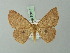  (Cyclophora lateritiaria - BC ZSM Lep 70014)  @14 [ ] CreativeCommons - Attribution Non-Commercial Share-Alike (2014) Axel Hausmann/Bavarian State Collection of Zoology (ZSM) SNSB, Zoologische Staatssammlung Muenchen