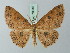  (Cyclophora violens - BC ZSM Lep 70015)  @15 [ ] CreativeCommons - Attribution Non-Commercial Share-Alike (2014) Axel Hausmann/Bavarian State Collection of Zoology (ZSM) SNSB, Zoologische Staatssammlung Muenchen