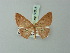  (Cyclophora dicycla - BC ZSM Lep 70016)  @13 [ ] CreativeCommons - Attribution Non-Commercial Share-Alike (2014) Axel Hausmann/Bavarian State Collection of Zoology (ZSM) SNSB, Zoologische Staatssammlung Muenchen
