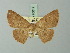  ( - BC ZSM Lep 70017)  @13 [ ] CreativeCommons - Attribution Non-Commercial Share-Alike (2014) Axel Hausmann/Bavarian State Collection of Zoology (ZSM) SNSB, Zoologische Staatssammlung Muenchen