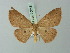  (Cyclophora seposita - BC ZSM Lep 70018)  @13 [ ] CreativeCommons - Attribution Non-Commercial Share-Alike (2014) Axel Hausmann/Bavarian State Collection of Zoology (ZSM) SNSB, Zoologische Staatssammlung Muenchen