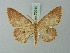  (Cyclophora globaria - BC ZSM Lep 70019)  @11 [ ] CreativeCommons - Attribution Non-Commercial Share-Alike (2014) Axel Hausmann/Bavarian State Collection of Zoology (ZSM) SNSB, Zoologische Staatssammlung Muenchen