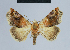  ( - BC ZSM Lep 80852)  @14 [ ] CreativeCommons - Attribution Non-Commercial Share-Alike (2014) Axel Hausmann/Bavarian State Collection of Zoology (ZSM) SNSB, Zoologische Staatssammlung Muenchen