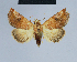  (Eublemma apicimacula - BC ZSM Lep 80854)  @14 [ ] CreativeCommons - Attribution Non-Commercial Share-Alike (2014) Axel Hausmann/Bavarian State Collection of Zoology (ZSM) SNSB, Zoologische Staatssammlung Muenchen