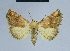 ( - BC ZSM Lep 80855)  @11 [ ] CreativeCommons - Attribution Non-Commercial Share-Alike (2014) Axel Hausmann/Bavarian State Collection of Zoology (ZSM) SNSB, Zoologische Staatssammlung Muenchen